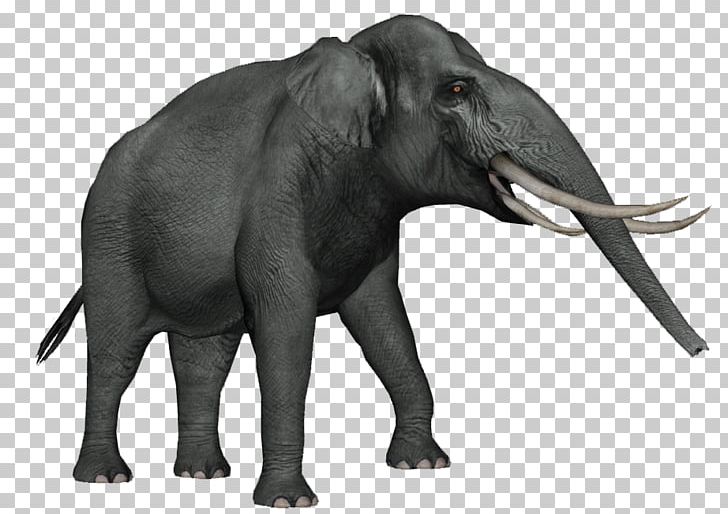 African Elephant Asian Elephant Dwarf Elephant Elephas Celebensis PNG, Clipart, Animal Figure, Animals, Asian Elephant, Dwarf, Dwarf Elephant Free PNG Download