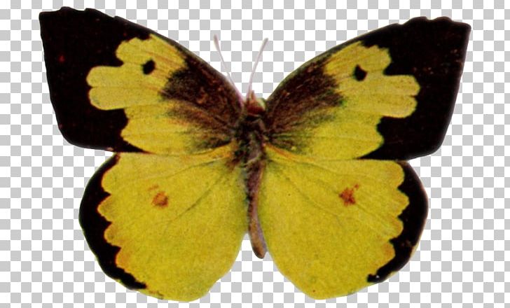 Clouded Yellows Brush-footed Butterflies Gossamer-winged Butterflies Pieridae Butterfly PNG, Clipart, Arthropod, Brush Footed Butterfly, Butterflies And Moths, Butterfly, Colias Free PNG Download