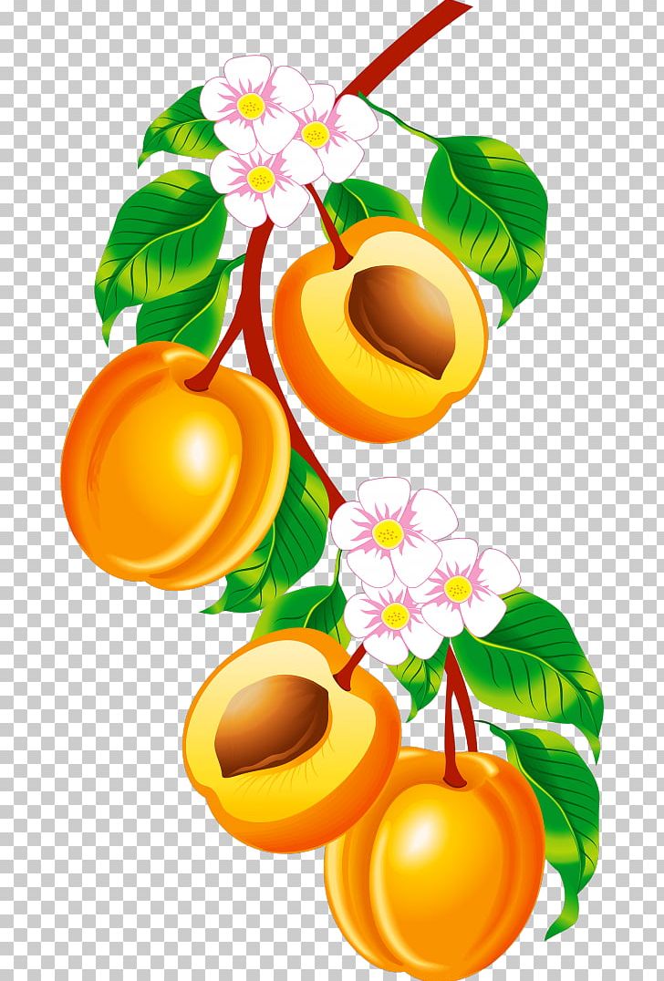 Fruit Peach PNG, Clipart, Apricot, Carambola, Citrus, Download, Flower Free PNG Download