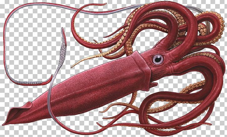 Giant Squid Sperm Whale Octopus PNG, Clipart, Animals, Cephalopod, Coleoids, Colossal Squid, Cuttlefish Free PNG Download