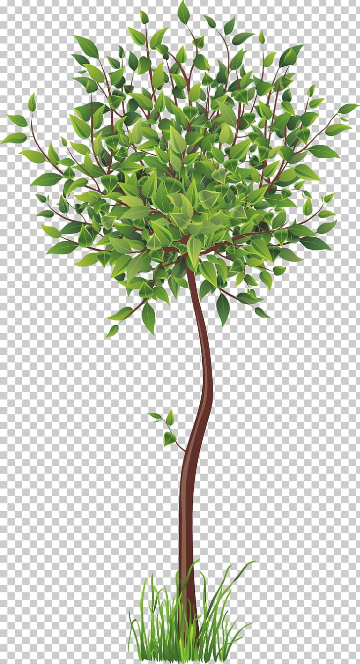 Root Tree PNG, Clipart, Branch, Drawing, Flowerpot, Grass, Leaf Free PNG Download