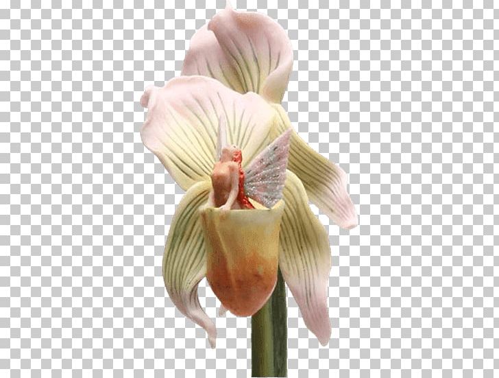Slipper Orchids Showy Lady's Slippers Flower Plant Stem Petal PNG, Clipart,  Free PNG Download