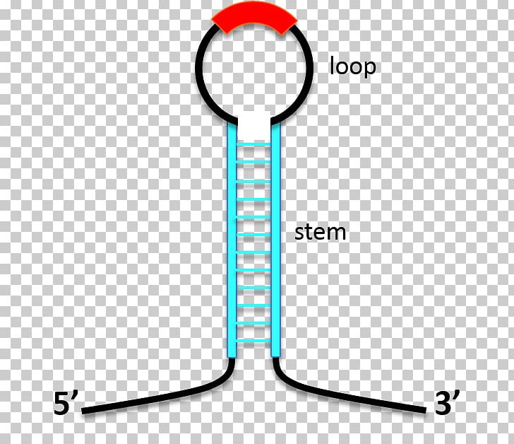 Stem-loop Antisense RNA Biomolecular Structure DNA PNG, Clipart, Antisense Rna, Area, Biomolecular Structure, Dna, Fashion Accessory Free PNG Download