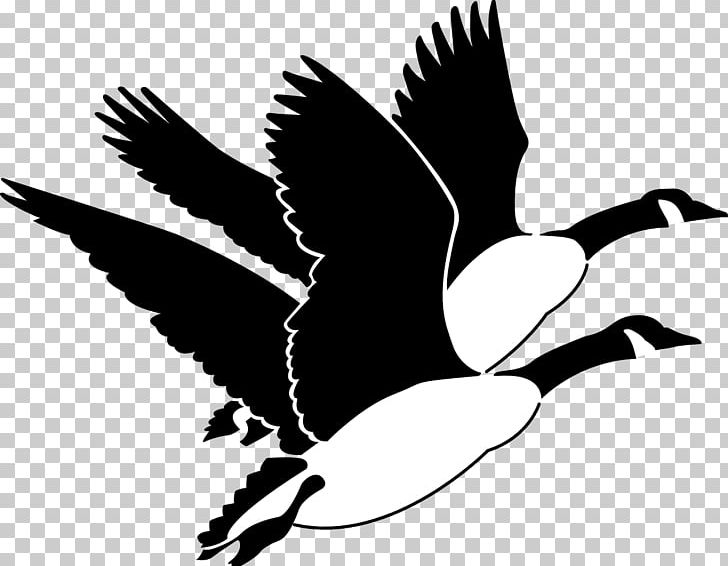 Canada Goose Bird PNG, Clipart, Animals, Beak, Bird, Bird Migration, Black And White Free PNG Download