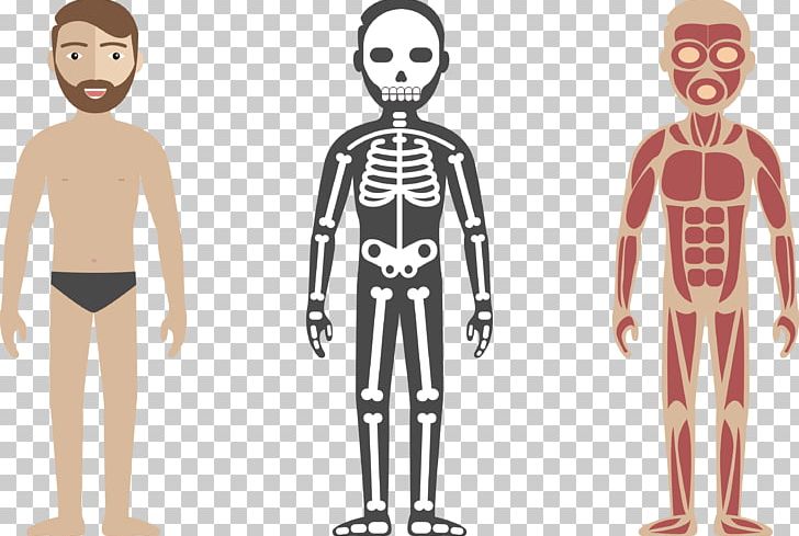 Human Body Circulatory System Anatomy Illustration PNG, Clipart, Anatomy, Check, Check Mark, Check Vector, Fashion Design Free PNG Download