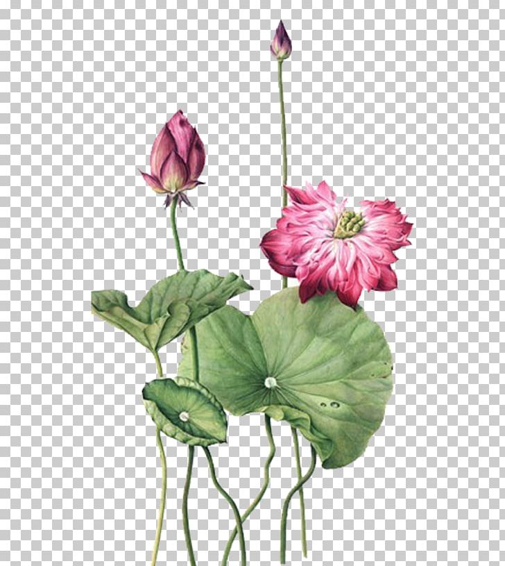 Nelumbo Nucifera Watercolor Painting Ink Wash Painting Illustration PNG, Clipart, Annual Plant, Artificial Flower, Color, Colored Pencil, Creative Work Free PNG Download