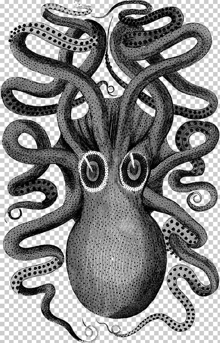 Octopus Visual Arts Squid PNG, Clipart, Art, Black And White, Cephalopod, Cuttle, Cuttlefish Free PNG Download