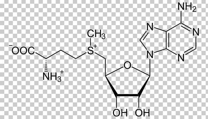S-Adenosyl Methionine S-Adenosyl-L-homocysteine Sulfonium Methyltransferase PNG, Clipart, Adenosine, Adenosine Triphosphate, Amino Acid, Angle, Area Free PNG Download