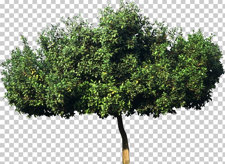 Tree Plant Bombax Ceiba Leaf Green PNG, Clipart, 3d Computer Graphics, Bombax Ceiba, Branch, Bushes, Conifers Free PNG Download