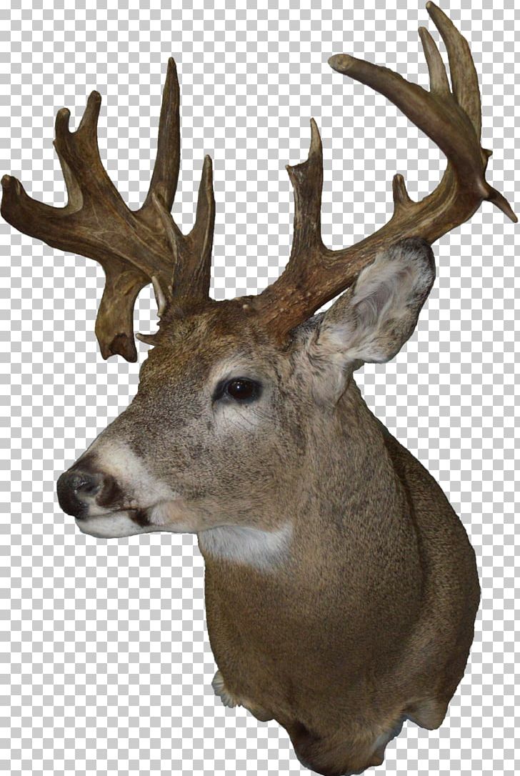 White-tailed Deer Taxidermy Moose Elk PNG, Clipart, Animal, Animals, Antler, Biggame Hunting, Deer Free PNG Download