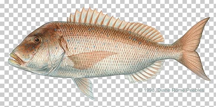 Common Dentex Scup Porgy Fishing PNG, Clipart, Animal Source Foods, Cero, Common Dentex, Cuttlefish, Dentex Free PNG Download