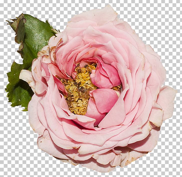 Cut Flowers Garden Roses Centifolia Roses PNG, Clipart, Artificial Flower, Blume, Blumen, Centifolia Roses, Cut Flowers Free PNG Download