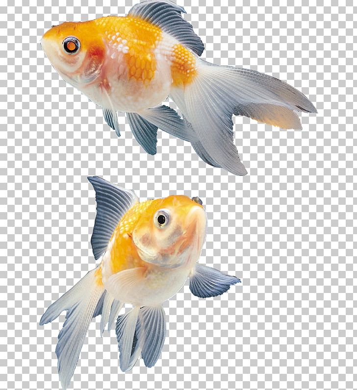 Ornamental Fish File Formats PNG, Clipart, Animals, Aquarium, Bony Fish, Clip Art, Download Free PNG Download