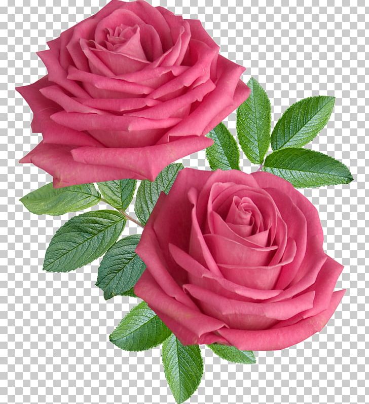 Rose Flower Stock Photography Desktop PNG, Clipart, China Rose, Cut Flowers, Desktop Wallpaper, Floribunda, Flower Free PNG Download