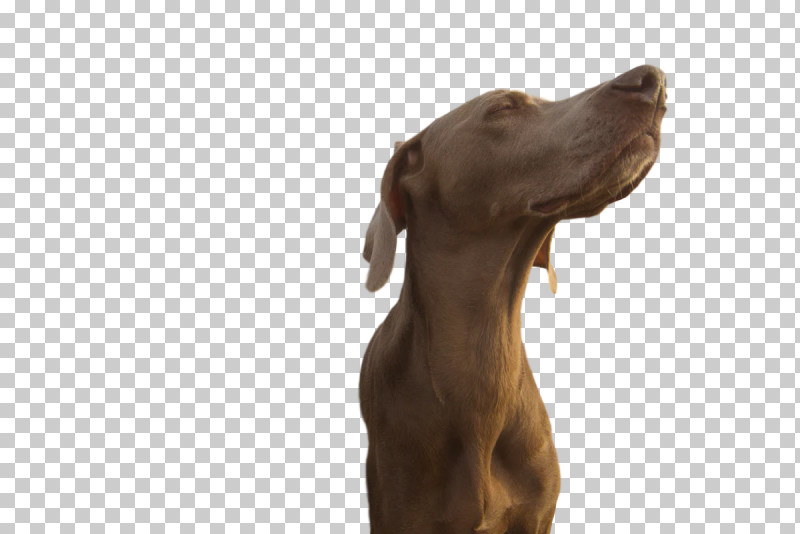 Weimaraner Puppy Snout Groupm PNG, Clipart, Biology, Breed, Dog, Groupm, Puppy Free PNG Download