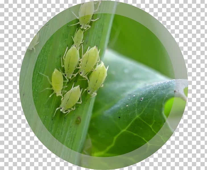 Aphid Louse Insect Pest Plant PNG, Clipart, Animals, Aphid, Black Garden Ant, Common, Flower Free PNG Download