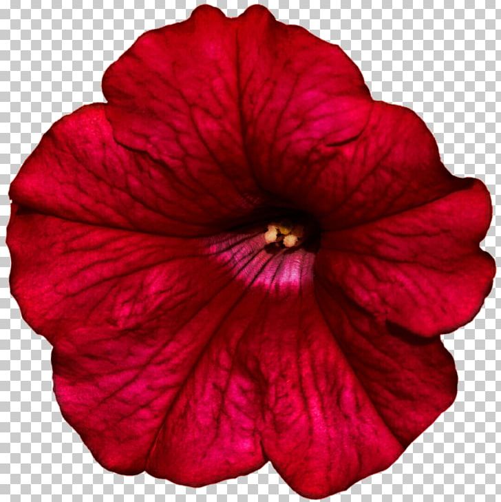 Flower Petunia Plant Mallows Shrub PNG, Clipart, Color, Flower, Flowering Plant, Flowers, Hibiscus Free PNG Download