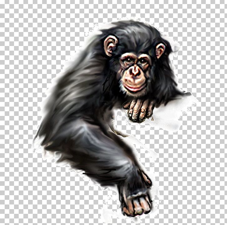 Orangutan Ape PNG, Clipart, Animals, Chimpanzee, Common Chimpanzee, Encapsulated Postscript, Fur Free PNG Download