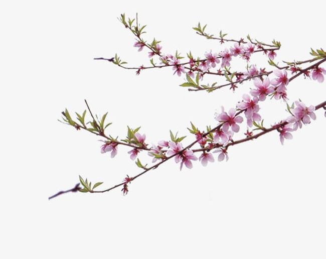 Peach Tree Branches PNG, Clipart, Blossom, Branches, Branches Clipart, Green, Leaf Free PNG Download
