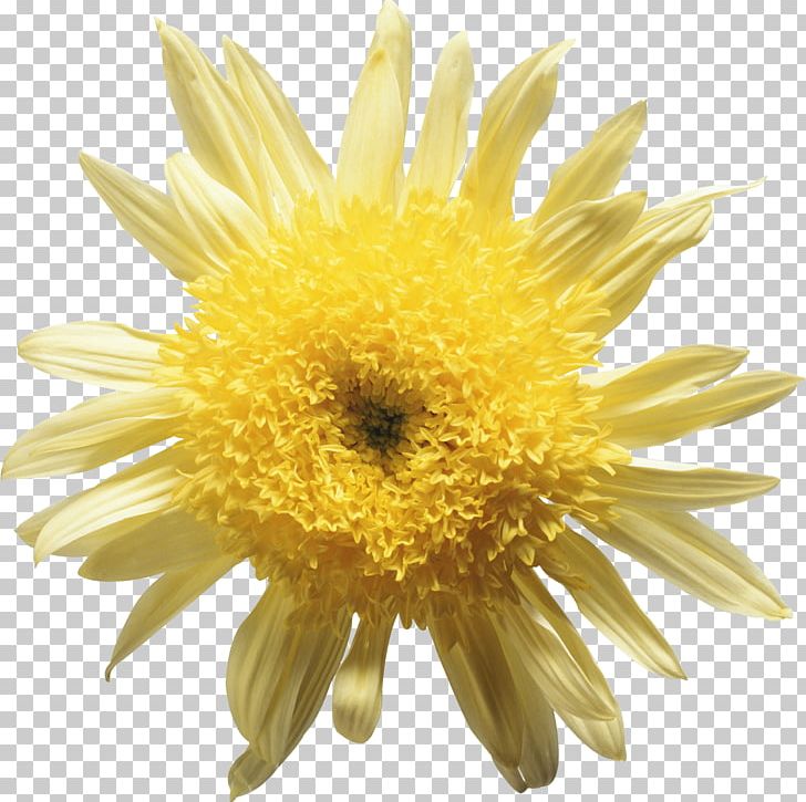 Yellow Flower Chrysanthemum Daisy Family PNG, Clipart, Chrysanthemum, Chrysanths, Daisy, Daisy Family, Flower Free PNG Download