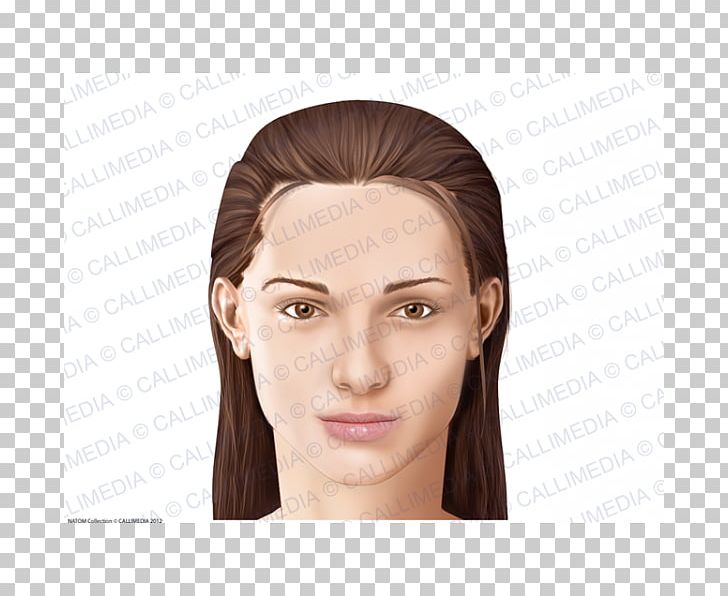 Anatomia Y Fisiologia Anatomy Physiology Cheek Head PNG, Clipart, Anatomy, Brown Hair, Cheek, Chin, Eye Free PNG Download