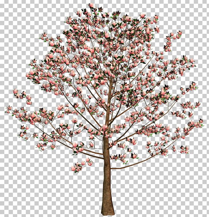 Cherry Blossom Tree Flower Twig PNG, Clipart, Blossom, Branch ...