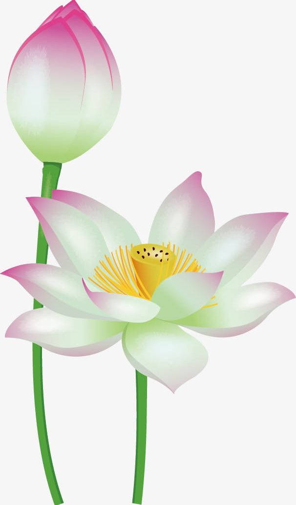 Hand-painted Lotus PNG, Clipart, Flower, Hand, Hand Painted, Hand Painted Clipart, Hand Painted Clipart Free PNG Download