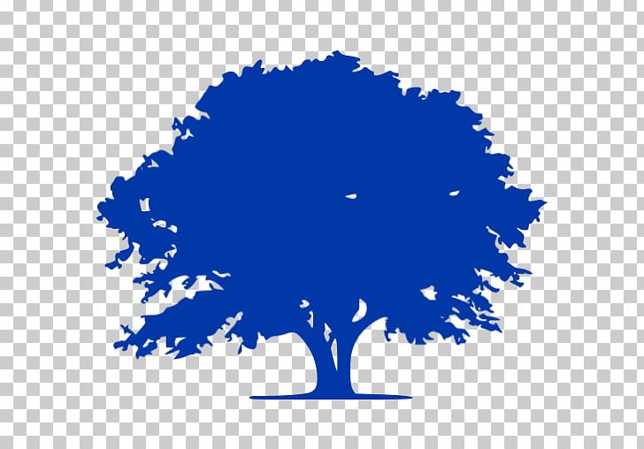 Southern Silky Oak Tree Schefflera Actinophylla Business PNG, Clipart, Araliaceae, Area, Blue, Business, Campsite Free PNG Download