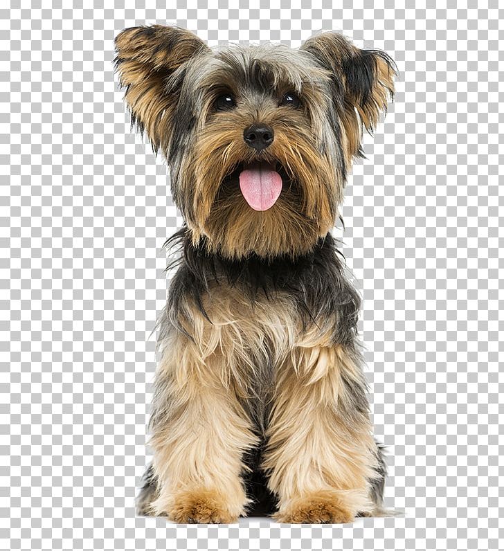 Yorkshire Terrier Yorkipoo Norwich Terrier Puppy Airedale Terrier PNG, Clipart, Affenpinscher, Animals, Carnivoran, Companion Dog, Dog Breed Free PNG Download