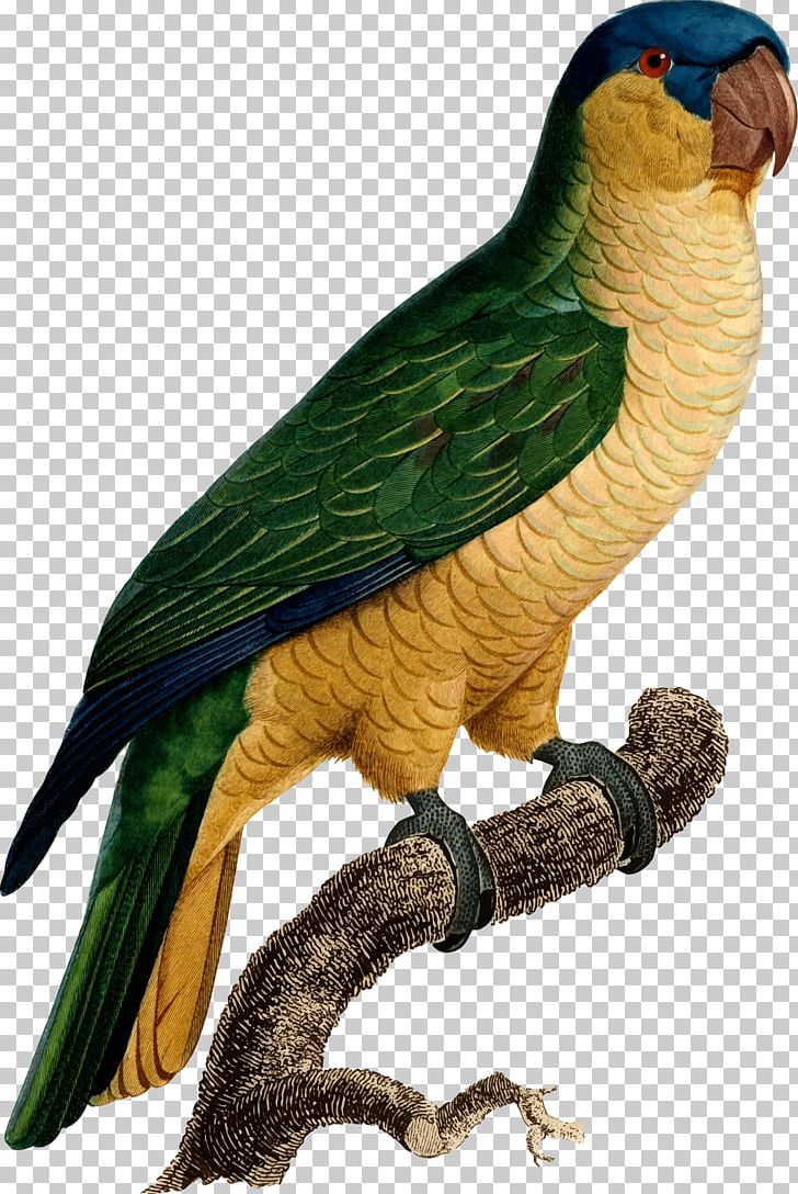 Budgerigar Parrot Macaw Bird Histoire Naturelle Des Perroquets PNG, Clipart, Animal, Animals, Beak, Bird, Budgerigar Free PNG Download