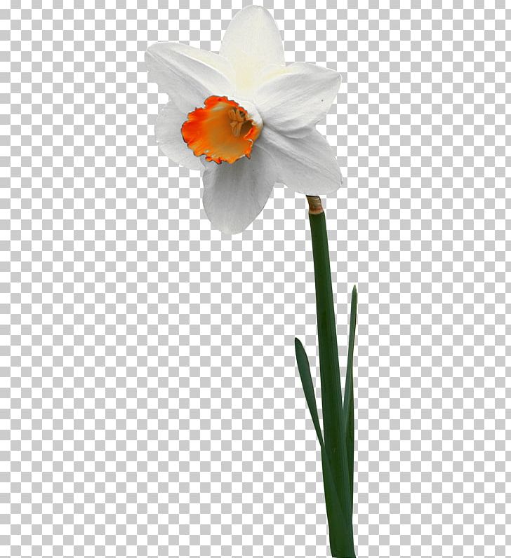 Narcissus Jonquilla Flower Jonquille Tulip PNG, Clipart, Amaryllis Family, Autumn, Daffodil, Flora, Flower Free PNG Download