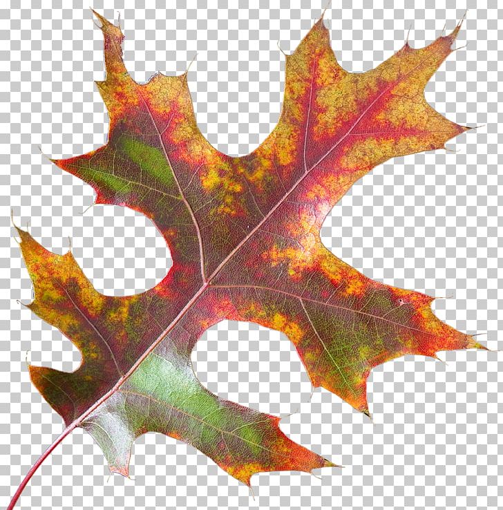 Maple Leaf Tree PNG, Clipart, Download, Free Software, Gratis, Leaf, Maple Free PNG Download