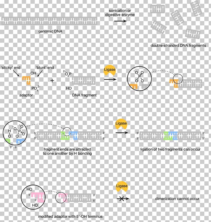 Massive Parallel Sequencing DNA Sequencing Library Sanger Sequencing PNG, Clipart, Area, Brand, Capillary Electrophoresis, Computer Icon, Diagram Free PNG Download