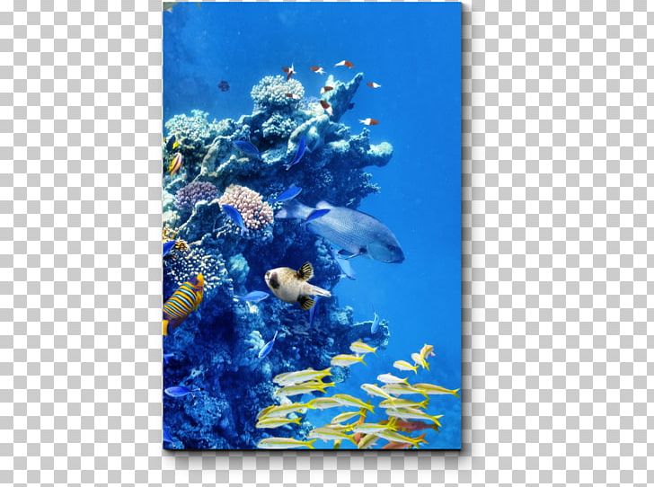 Coral Reef Fish Underwater Great Barrier Reef PNG, Clipart, Algae, Clownfish, Coral, Coral Reef, Coral Reef Fish Free PNG Download
