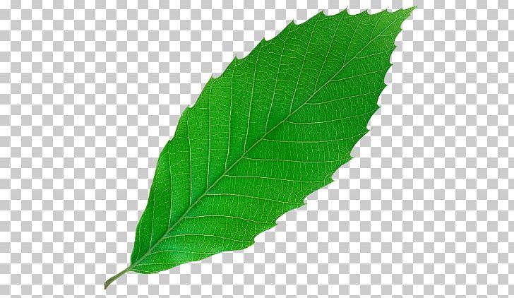 Leaf Green Yellow Bladnerv PNG, Clipart, Bladnerv, Download, Ficus Microcarpa, Ficus Retusa, Fig Trees Free PNG Download