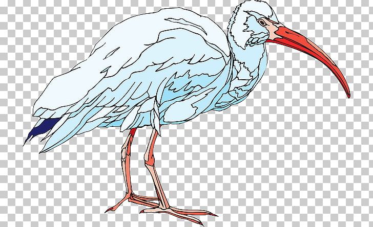 American White Ibis Bird PNG, Clipart, American White Ibis, Animal Figure, Animals, Artwork, Beak Free PNG Download