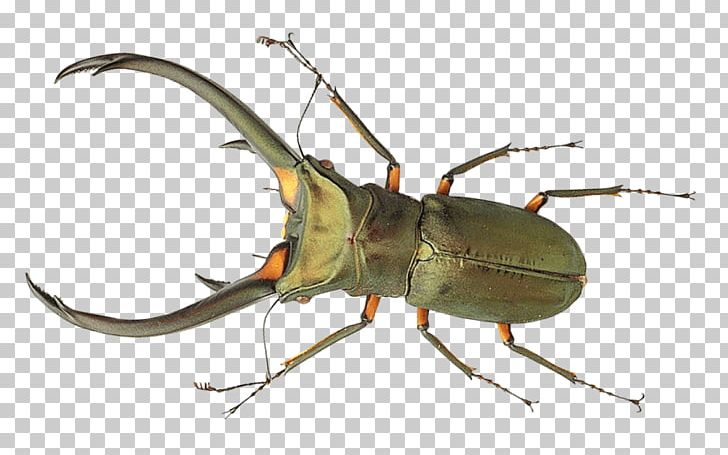 Beetle Portable Network Graphics True Bugs Transparency PNG, Clipart, Animals, Arthropod, Beetle, Bug, Copying Free PNG Download