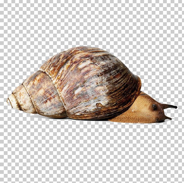 Giant African Snail Orthogastropoda Achatina Immaculata Escargot PNG, Clipart, Achatina, Alamy, Animal, Animals, Baby Crawling Free PNG Download
