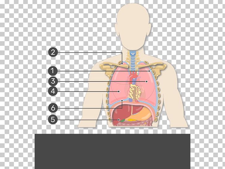 Human Right Lung Pleural Cavity Oblique Fissure Anatomy PNG, Clipart, Abdomen, Anatomy, Angle, Arm, Bronchus Free PNG Download