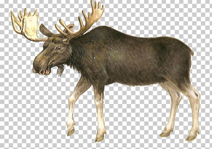 Moose Deer Hunting PNG, Clipart, Animal, Animals, Antler, Bear, Blog Free PNG Download