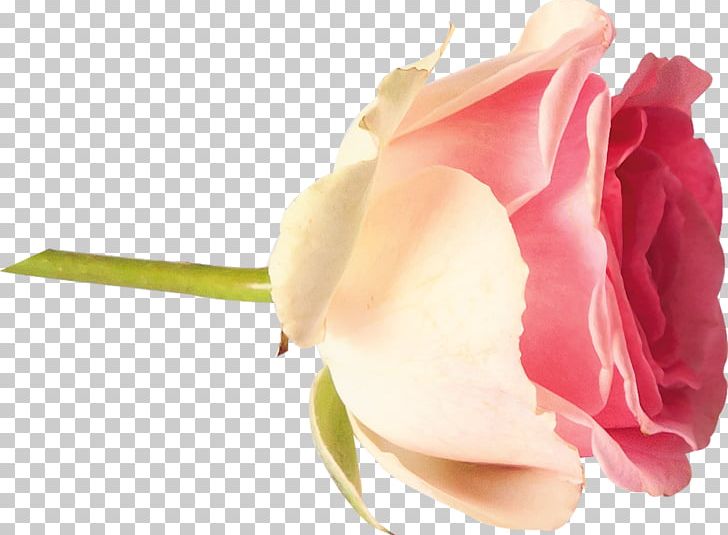 Garden Roses Centifolia Roses Cut Flowers Petal Bud PNG, Clipart, Bud, Centifolia Roses, Closeup, Cut Flowers, Flower Free PNG Download