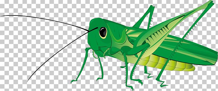 Grasshopper PNG, Clipart, Animation, Cartoon, Cricket, Cricket Like Insect, Drawing Free PNG Download