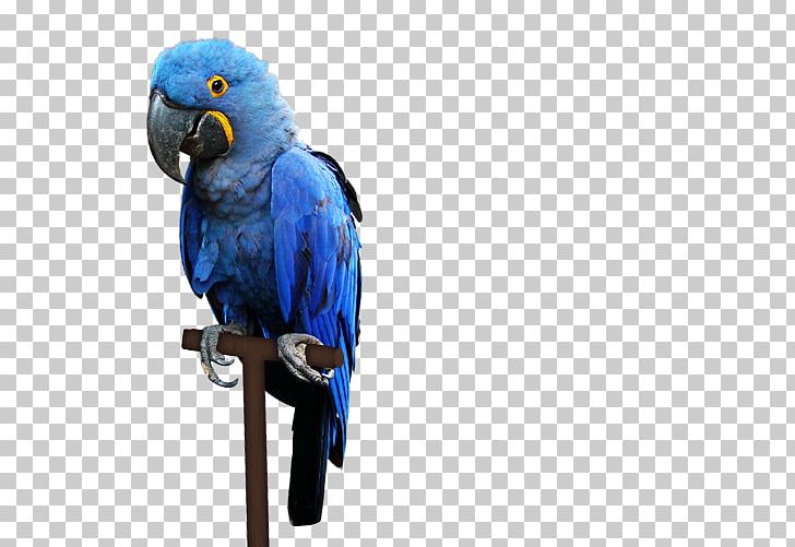 Macaw Pantanal Bird Parakeet PNG, Clipart, Animal, Animals, Beak, Bird, Cat Free PNG Download