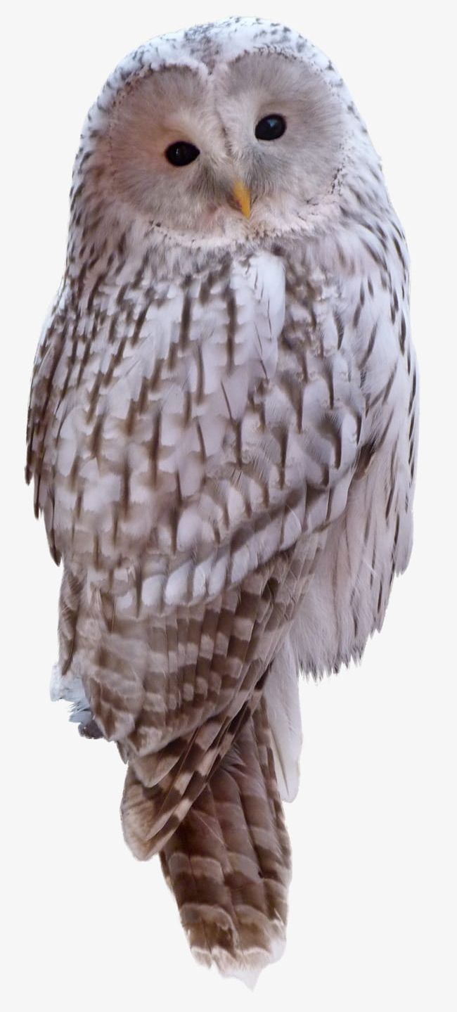 White Owl PNG, Clipart, Animals, Bird, Birds, Bird Species Have, Birds Real Stars Free PNG Download