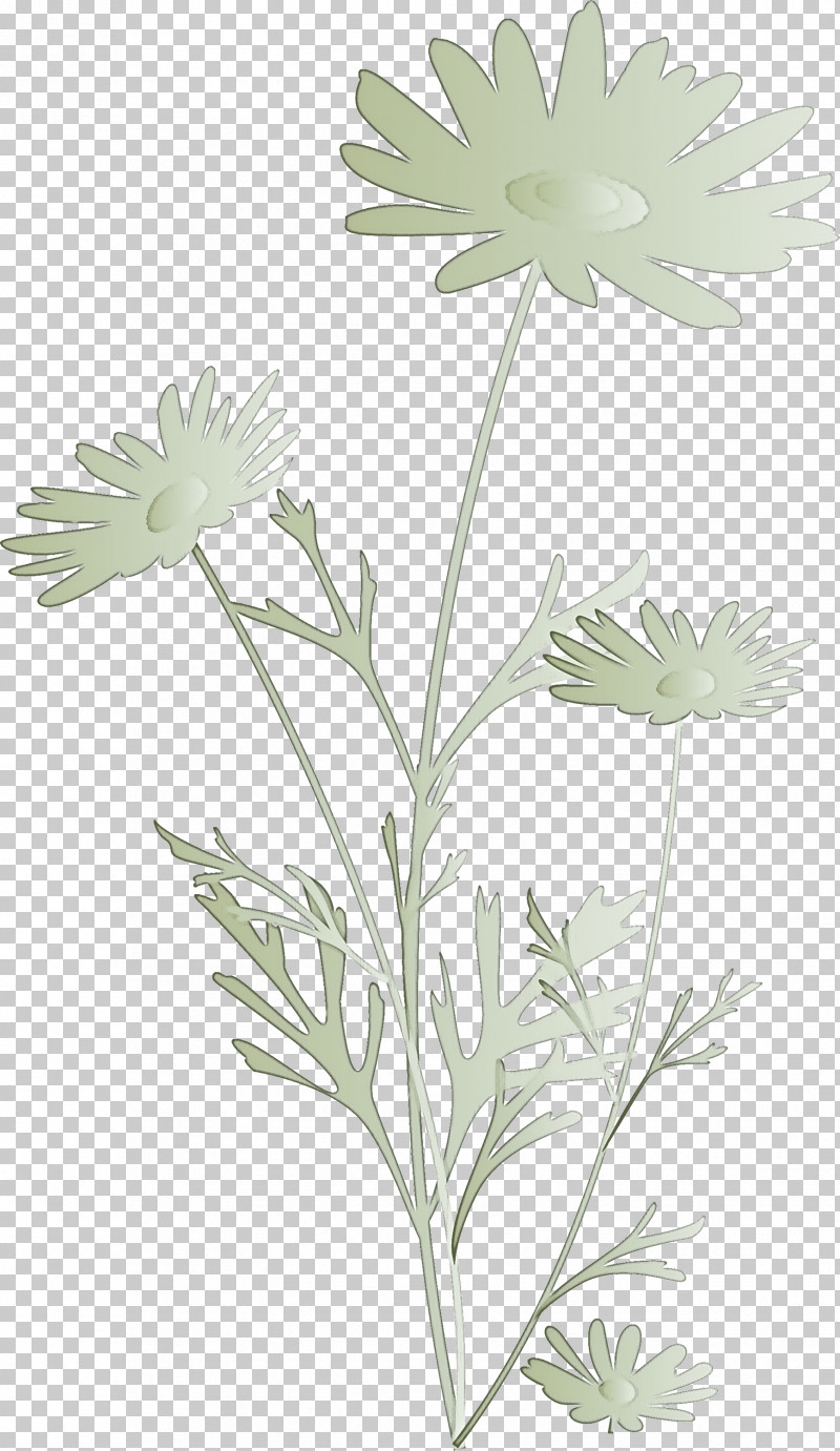 Marguerite Flower Spring Flower PNG, Clipart, Camomile, Chamomile, Daisy Family, Flower, Marguerite Daisy Free PNG Download