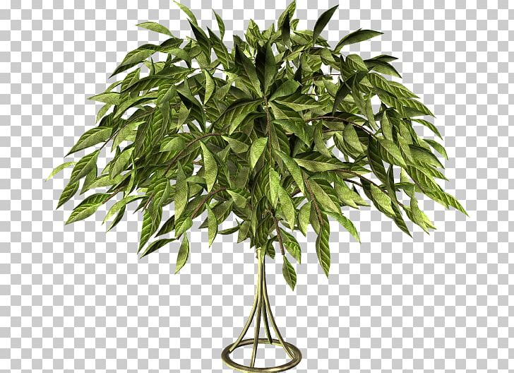 Tree Photography Yandex Search LiveInternet Flowerpot PNG, Clipart, Albom, Album, Branch, Flowerpot, Houseplant Free PNG Download