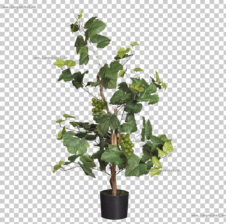 Flowerpot Houseplant Plant Stem Branching PNG, Clipart, Ben Stock, Branch, Branching, Evergreen, Flowering Plant Free PNG Download