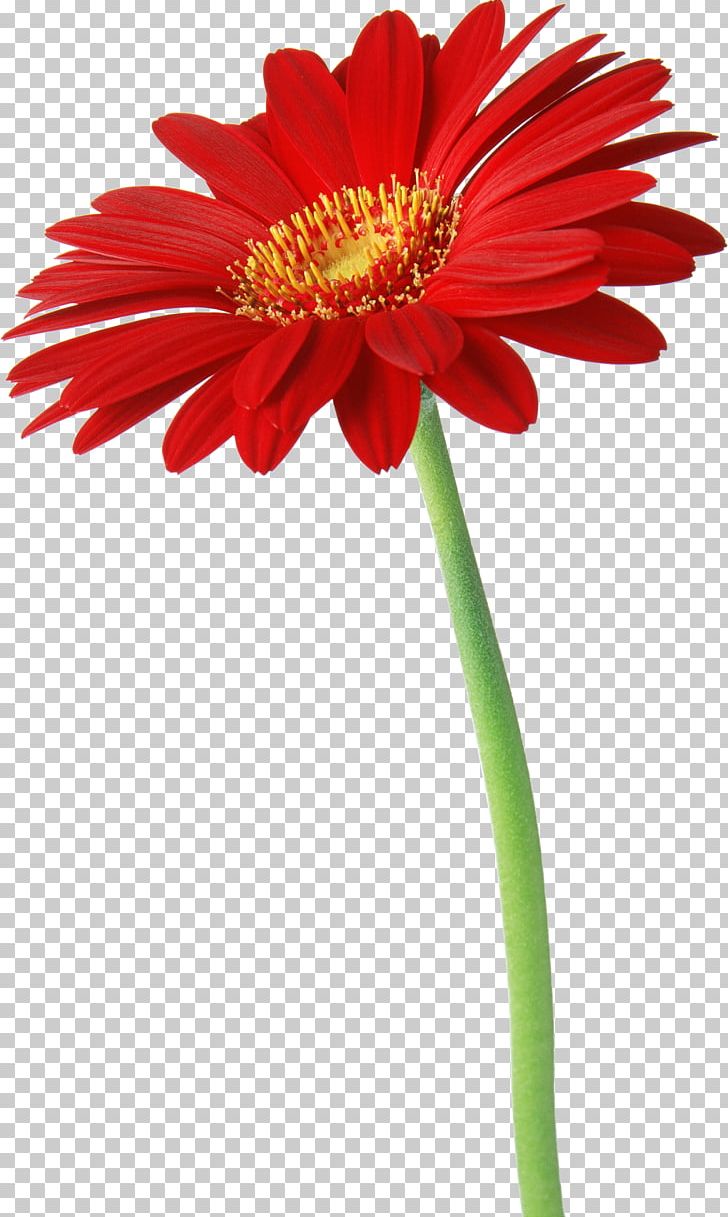 IPhone Desktop Droid Razr HD Animation PNG, Clipart, 4k Resolution, 8k Resolution, Annual Plant, Blanket Flowers, Cut Flowers Free PNG Download