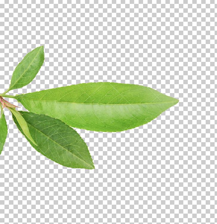 Leaf Plant Stem Peach Fruit PNG, Clipart, Company, Diameter, Fruit, Hojas, Leaf Free PNG Download