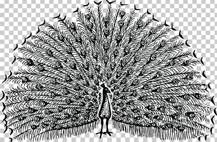 Pavo PNG, Clipart, Art, Black And White, Clip Art, Coloring Pages, Colour Free PNG Download
